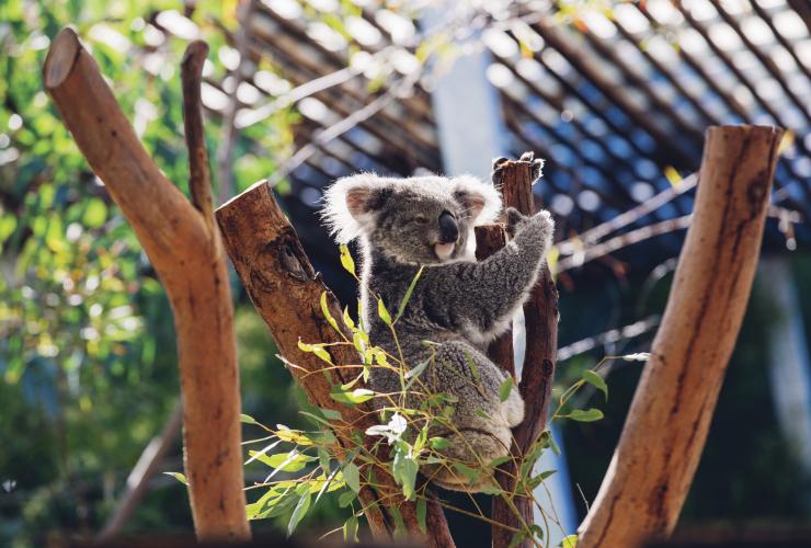 A sleepy koala sitting on a tree branch at Taronga Zoo, Sydney, New South Wales © Destination NSW