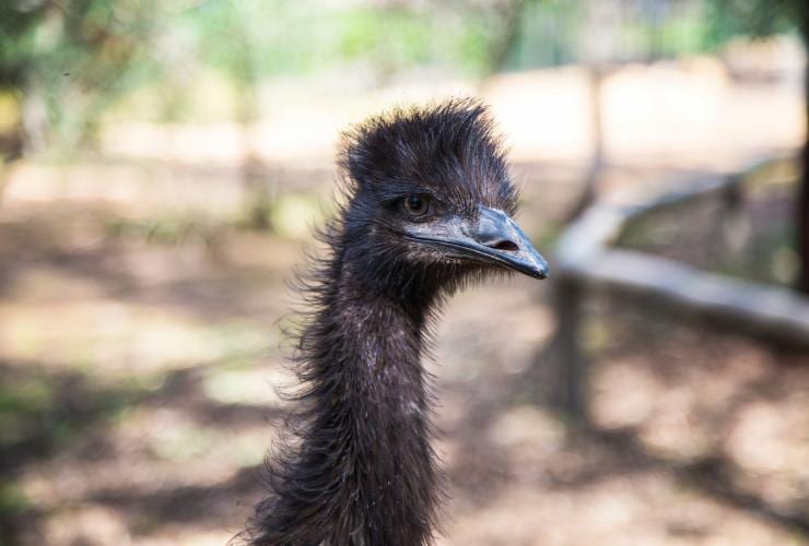 Close-up of an emu at Taronga Western Plains Zoo, Dubbo, New South Wales © Tourism Australia