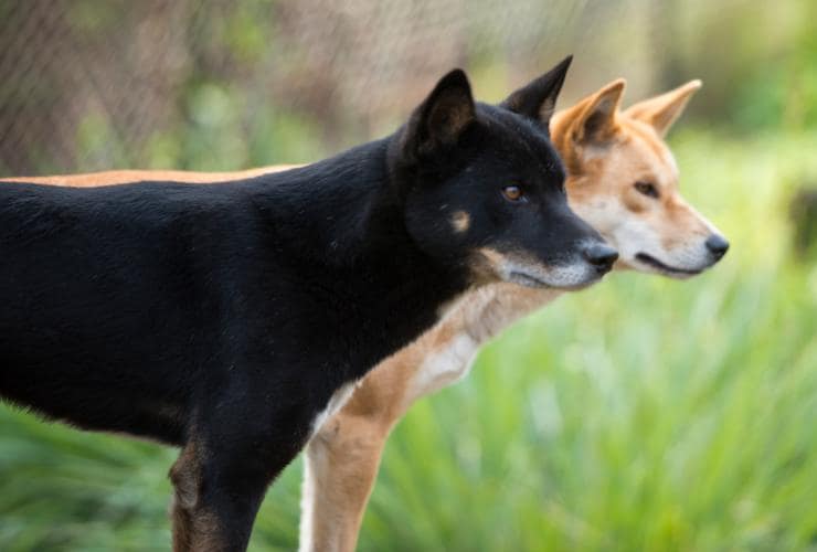 Two dingoes named Adina and Fred standing side by side in a grass enclosure at the Australian Reptile Park, Central Coast, New South Wales © Alan Perkins/Australian Reptile Park