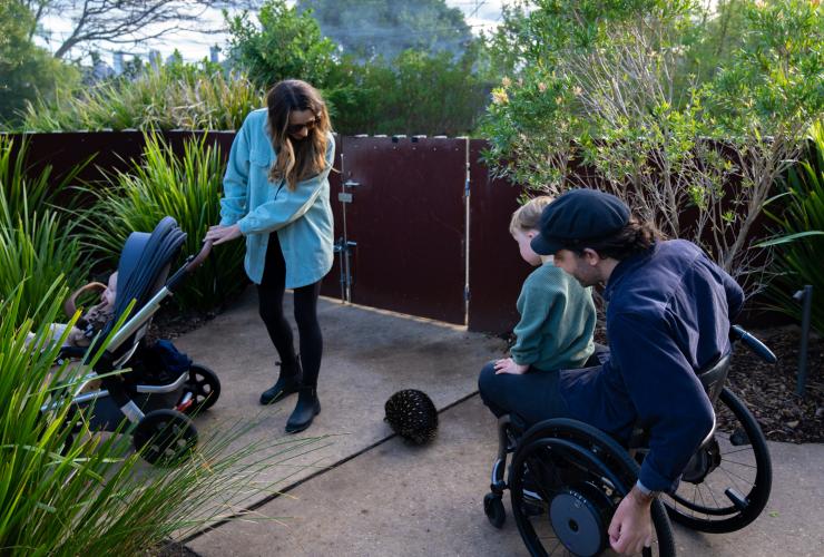 Man in a wheelchair with his son on his lap and his wife pushing a baby in a pram as an echidna wanders between them at Taronga Zoo Sydney, New South Wales © Tourism Australia