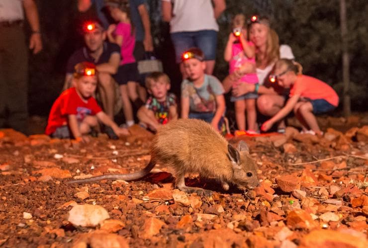 A group of families crouched down wearing head torches and looking at a mala on the ground in front of them during a nocturnal tour in Alice Springs Desert Park, Alice Springs, Northern Territory © Alice Springs Desert Park