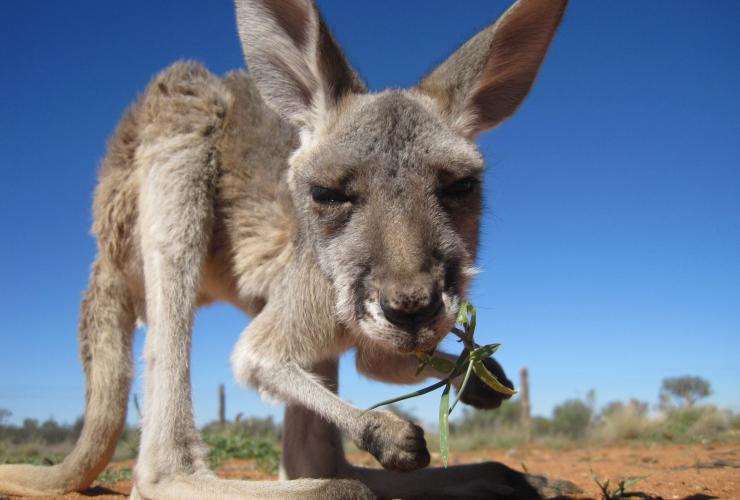 Close up of a kangaroo holding a leaf with its face at the forefront of the image at the Kangaroo Sanctuary, Alice Springs, NT