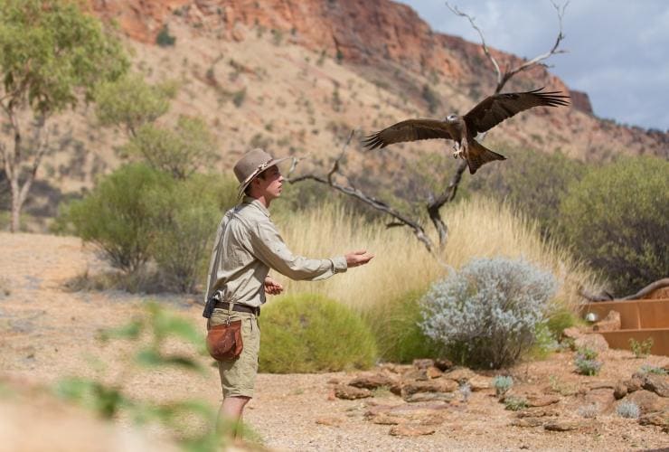 A trained wildlife ranger standing with his arm outstretched as a large bird flies toward him with its arms outstretched in Alice Springs Desert Park, Alice Springs, Northern Territory © Alice Springs Desert Park