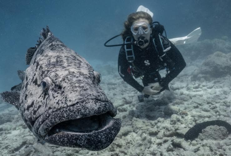 A scuba diver underwater with a large potato cod with Spirit of Freedom on the Great Barrier Reef, Queensland © Tourism Tropical North Queensland
