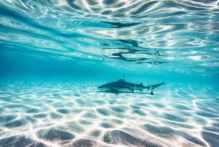 A shark cruising along white sand in shallow waters surrounding Heron Island, Queensland © James Vodicka
