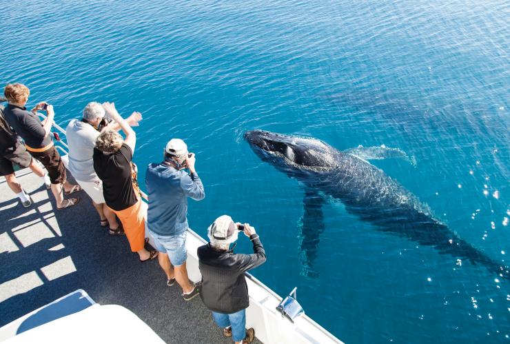 Aerial view over a group of people standing at the edge of a boat while snapping photos of a humpback whale which is breaching the surface in front of them with Hervey Bay Whale Watching, Hervey Bay, Queensland © Matthew Taylor/Tourism and Events Queensland