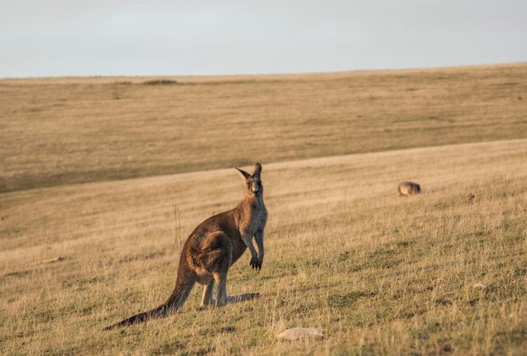 Kangaroo standing on a grassy plain along the Maria Island Walk in Maria Island National Park, Tasmania © Tourism Australia