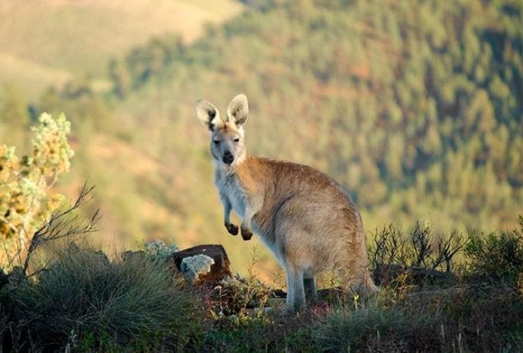 Kangaroo standing amid the greenery at Arkaba Conservancy in the Flinders Ranges, South Australia © Wild Bush Luxury