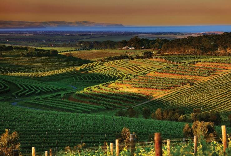 Vue aérienne de vignes situées près de collines vallonées et verdoyantes pendant le coucher du soleil dans la région viticole McLaren Vale, Fleurieu Peninsula, Australie du Sud, © South Australian Tourism Commission