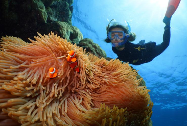 Agincourt Reef, Grande Barrière de Corail, Queensland © Silversonic Dive & Snorkel