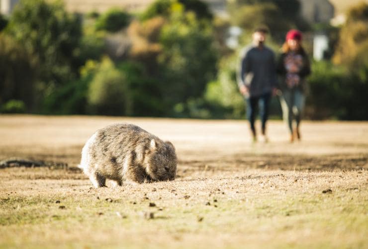 Sepasang kekasih berjalan kaki di latar belakang sementara seekor wombat merumput di depan mereka di Maria Island, Tasmania © Tourism Tasmania/Stu Gibson