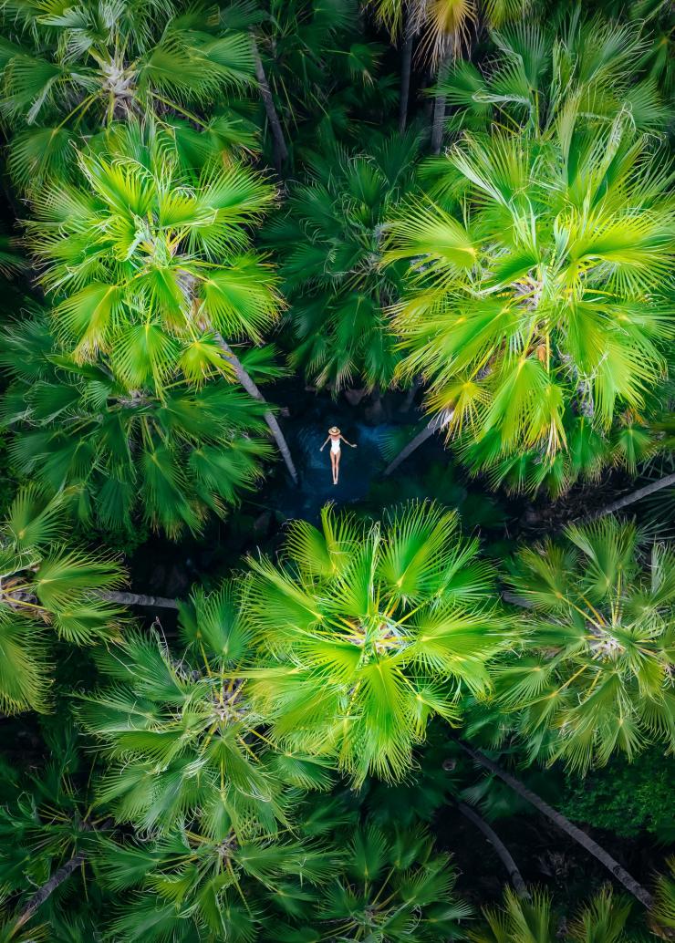 Pemandangan dari udara kanopi pohon palem rimbun dengan seseorang berenang di bawah celah pepohonan di Zebedee Springs, El Questro Wilderness Park, Kimberley, Western Australia © Tourism Australia