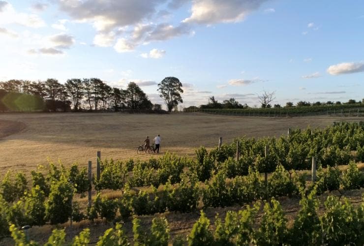 Clonakilla Wines, regione vinicola del distretto di Canberra, New South Wales © Destination NSW