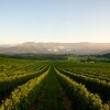 Bulong Estate Winery, Yarra Valley, Victoria © Tourism Victoria
