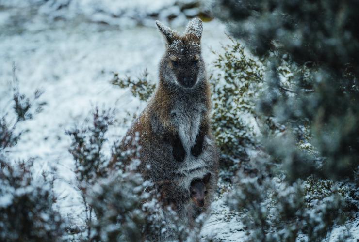 Wallaby nella neve al Cradle Mountain-Lake St Clair National Park, Tasmania © Jason Charles Hill