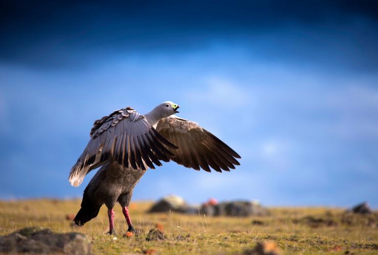 タスマニア州、マリア島、草地に立って翼を広げるロウバシ・ガン © Tourism Tasmania/Rob Burnett