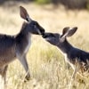 ノーザンテリトリー、アリス・スプリングス、カンガルー・サンクチュアリ © The Kangaroo Sanctuary