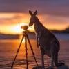 ケープ・ヒルズボロー国立公園でカメラを調べるカンガルー © Matt Glastonbury/Tourism and Events Queensland