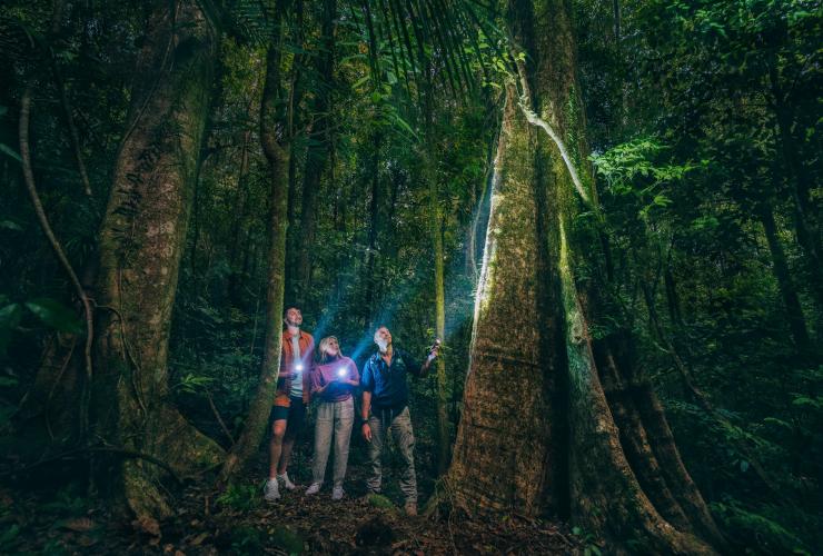 데인트리 열대우림 국립공원을 통과하는 가이드 투어, 퀸즐랜드 © 퀸즐랜드주 관광청