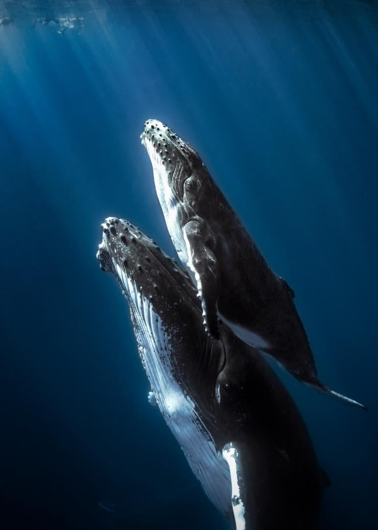 新南威爾士州杰維斯海灣的座頭鯨©Dive Jervis Bay