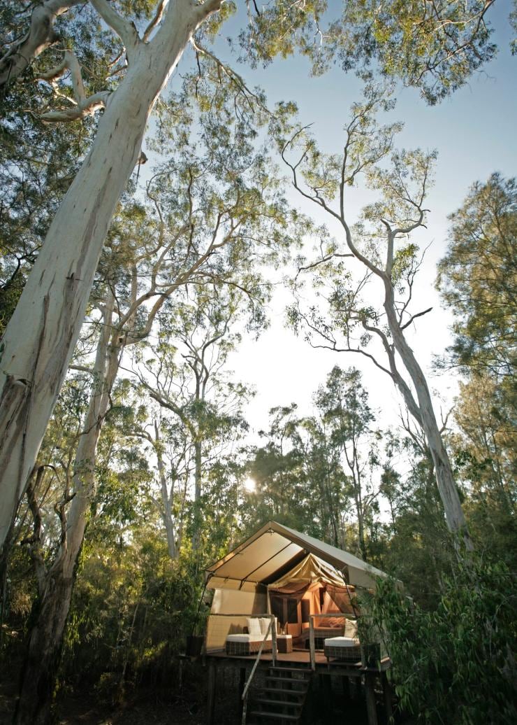 新南威爾士州杰維斯海灣的白千層營地©Hutchings Camps